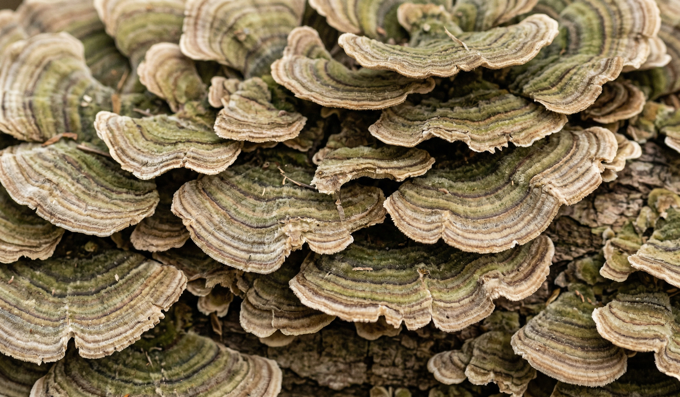 Maui Mushrooms & More